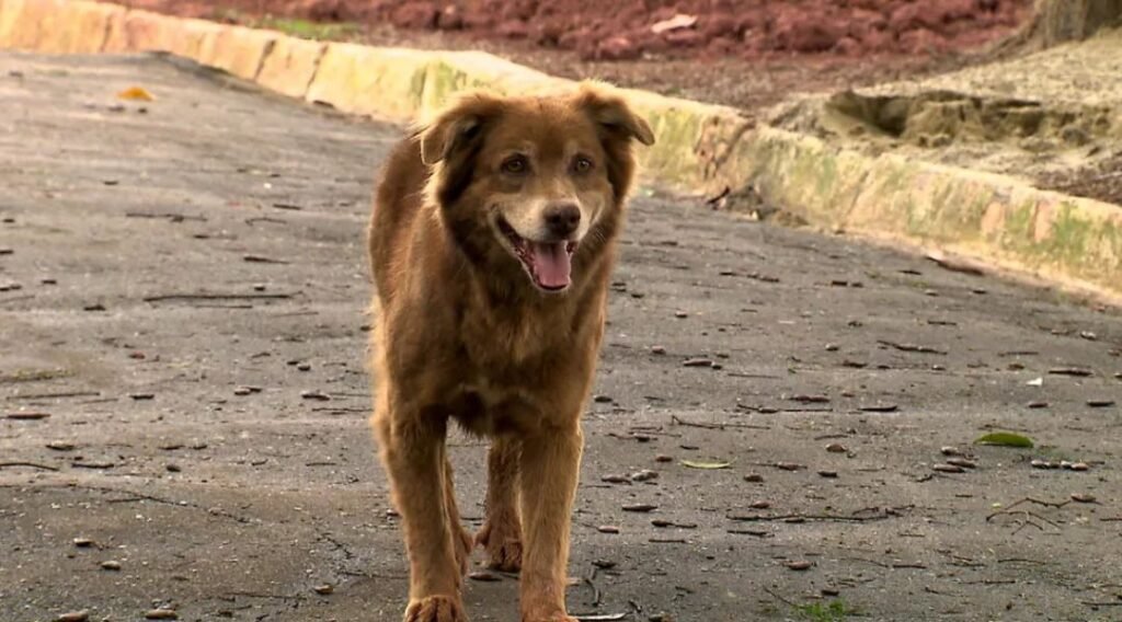 Besnikëria që ndryshoi ligjin: Qeni nga Brazili frymëzon vendim historik