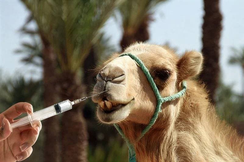 20 deve skualifikohen për Botox dhe ndërhyrje estetike në festivalin e bukurisë së deveve në Oman
