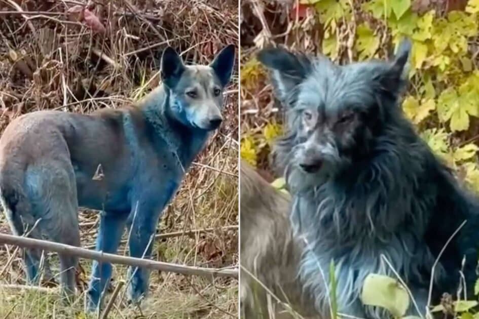 Fenomen i pazakontë në Çernobil – tre qen shfaqen me ngjyrë blu në zonën e ndaluar