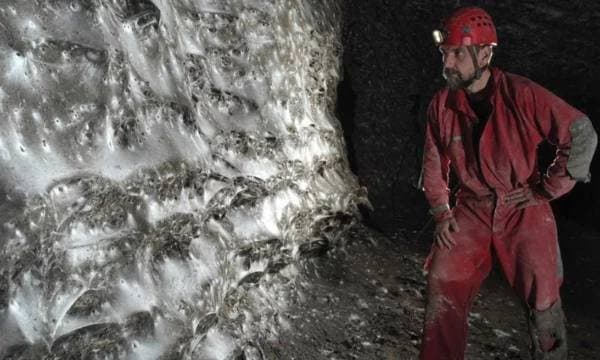 Rrjeti më i Madh i Merimangave në Botë Zbulohet në Kufirin Shqiptaro-Grek