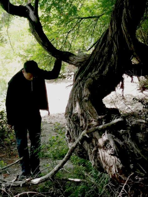Rrushi më i vjetër në botë: 416 vjet i gjallë në malet e Tibetit