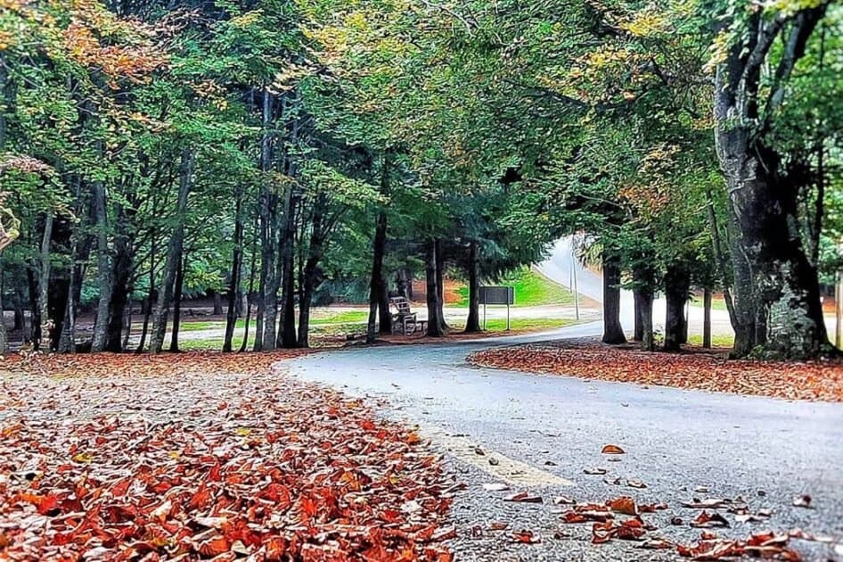 Arrestohen dy persona për prerje ilegale të drunjve në parkun nacional të Kaçanikut
